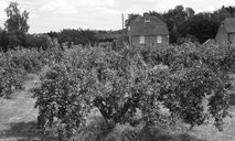 1950's style orchard of square plant bush trees 1950's style orchard of square plant bush trees